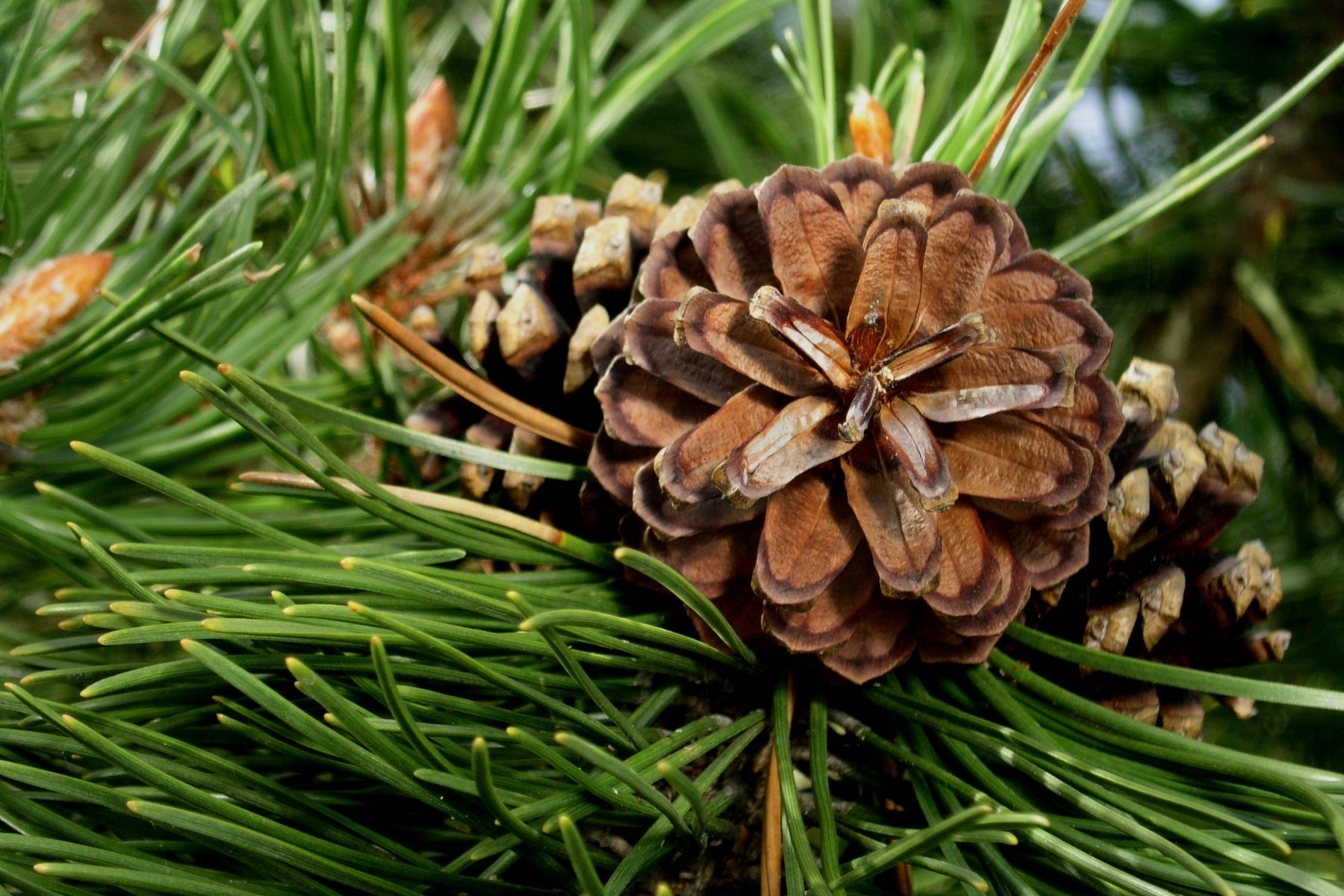 Mipaessence Woody & Earthy Fragrances